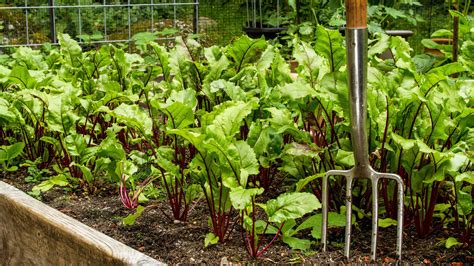 Vegetables to plant in November – 5 easy things to grow | Livingetc