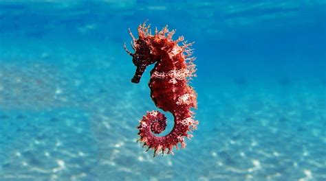 seahorse