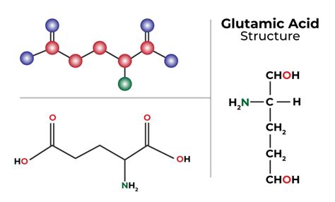 Difference Between Glutamate and Glutamine - GeeksforGeeks