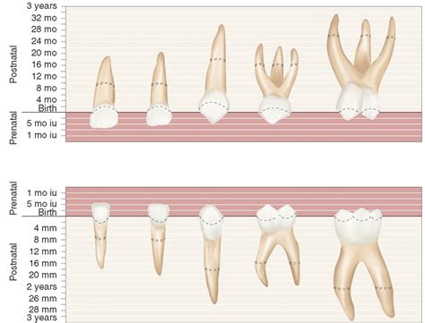 The Primary (Deciduous) Teeth (Dental Anatomy, Physiology and Occlusion ...