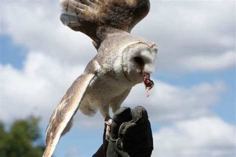 Do Owls Eat Bats? [The Symbiotic Relationship Between these Nocturnal ...