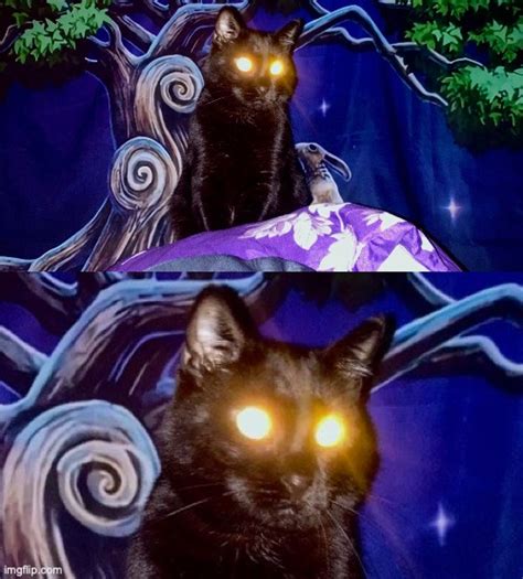 Laser Eyes Cat Blank Template - Imgflip