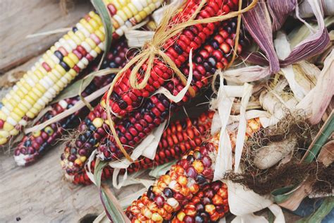 Native American Contributions to World Foods - Feasts of History