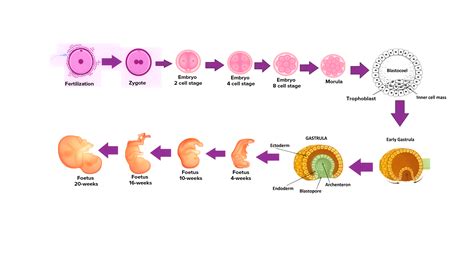 What are the 4 stages of embryonic development?