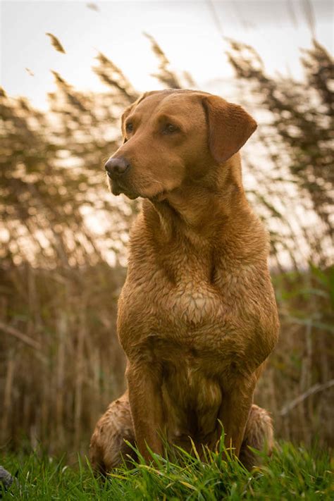 Fox-red Labrador. Are they healthy, sturdy and trainable? | ShootingUK