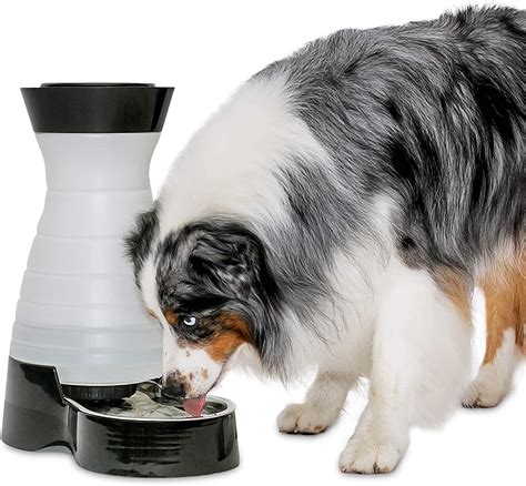 10 Best Automatic Dog Feeders and Waterers for Large Breeds - Hey ...