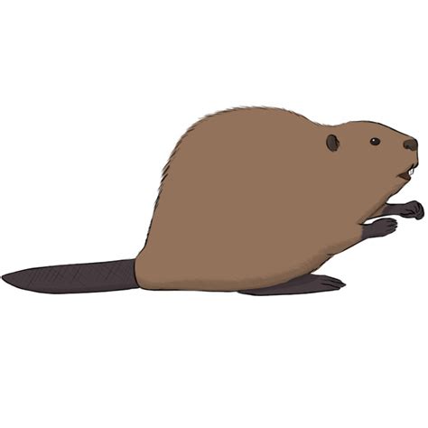 How to Draw a Beaver - Easy Drawing Art