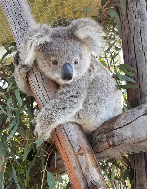 Working group established for endangered koalas | Snowy Mountains ...