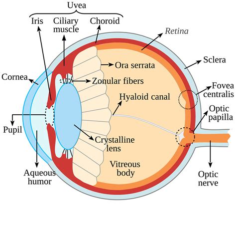 Zonulolysis | Eye Patient