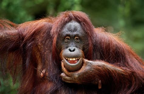 Orangutan Tries On Sunglasses After Zoo Visitor Drops Them