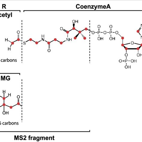 FluxFix correction for acetyl-CoA and HMG-CoA from [ 13 C]-glucose ...