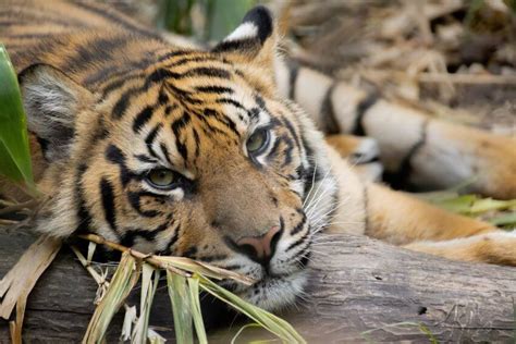 Sumatran Tiger: Why Is It Endangered?