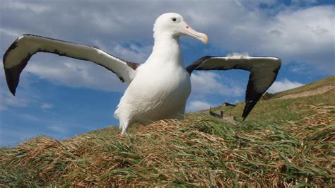 Albatross: New Zealand native sea and shore birds