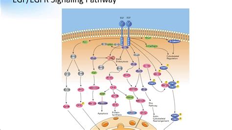 EGF EGFR Signaling Pathway Creative Diagnostics - YouTube