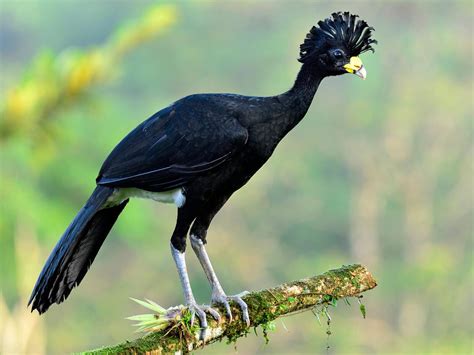 Great Curassow Bird Facts (Crax rubra) | Bird Fact