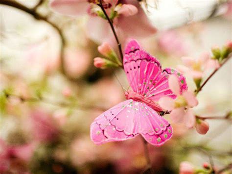 Pink Butterfly Backgrounds - Wallpaper Cave