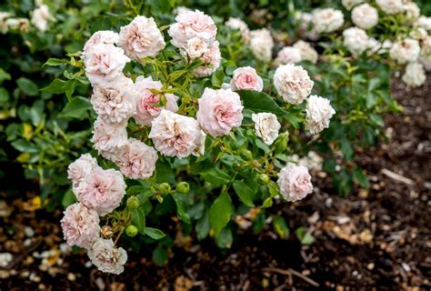 How to Grow and Care for Floribunda Roses