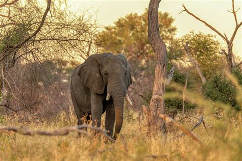 African Elephant in Moremi, Botswana safari wildlife Photograph by ...