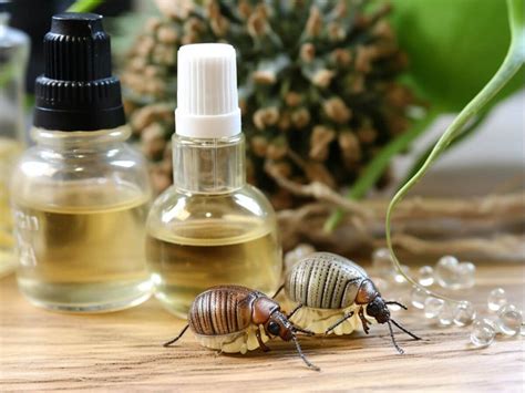 Which essential oils are effective in killing dust mites – Protech ...