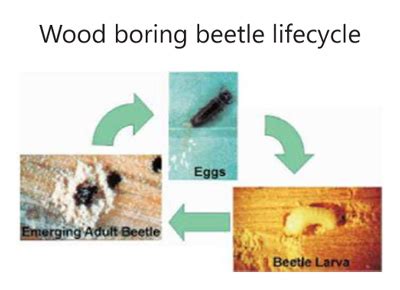 Wood Boring Beetle