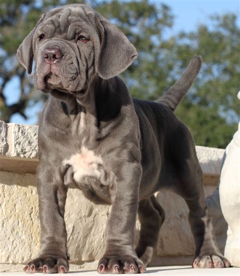 Neapolitan Mastiff Dog Breed Information and Pictures - PetGuide ...