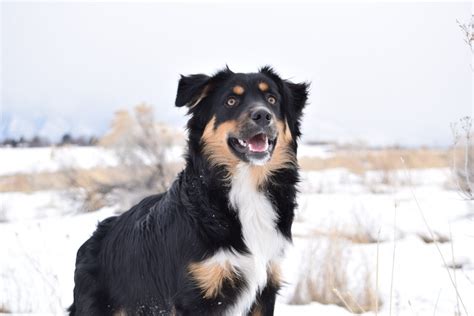 Border Collie Australian Shepherd Mix: Dog Breed Guide