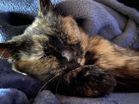 My tortie cat : r/pics