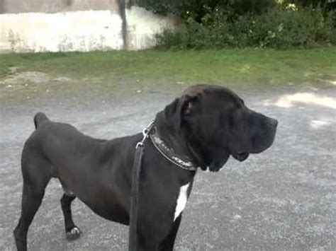 Bully Kutta Dog Info, Temperament, Training, Puppies, Pictures