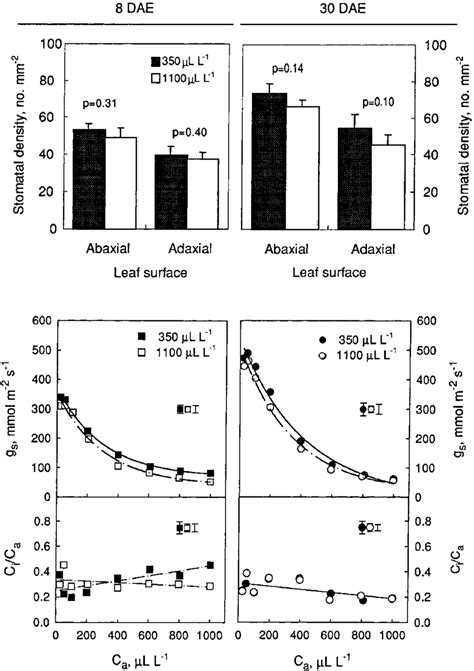 Stomatal density and stomatal conductance (g s ) of leaves at 8 DAE ...