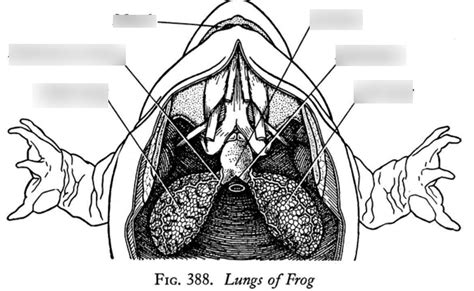 Frog Respiratory System Diagram | Quizlet