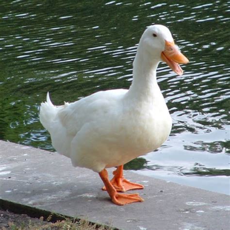 Top Domestic Duck Breeds You Should Know | Pets Nurturing