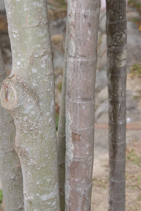 Tree Identification: Celtis sinensis - Chinese Hackberry