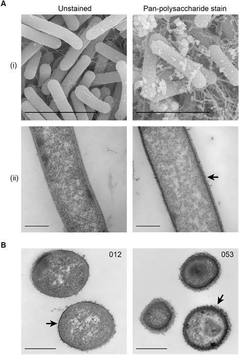 club Dollar Donation clostridium difficile microscope Monetary fabric gift