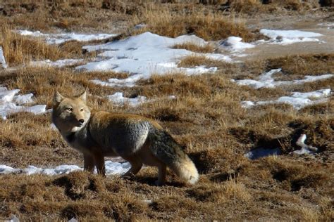 Tibetan Sand Fox Facts, Habitat, Diet, Life Cycle, Baby, Pictures