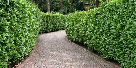 A Complete And Easy Guide To Growing Murraya Hedges