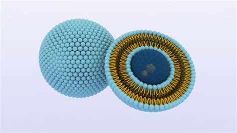 Liposome nanoparticle 3D model - TurboSquid 1416165