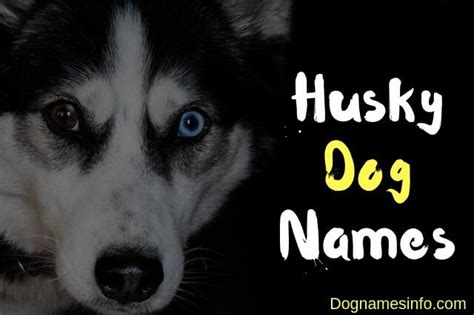 Husky Dog Names – 250+ Superb Names for Your Siberian Husky Dog