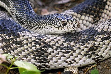 Northern Pine Snake | The Maryland Zoo