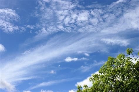 Premium Photo | Fresh green tree and blue sky