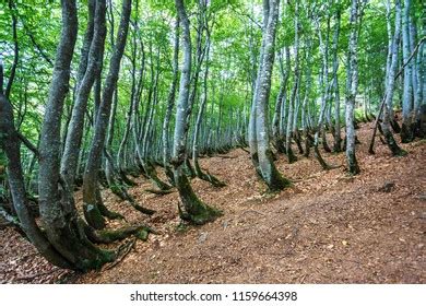 132 Krummholz Trees Images, Stock Photos & Vectors | Shutterstock