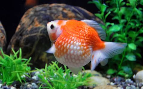 Pearlscale Goldfish Care: Complete Guide for Beginners - AquariumNexus