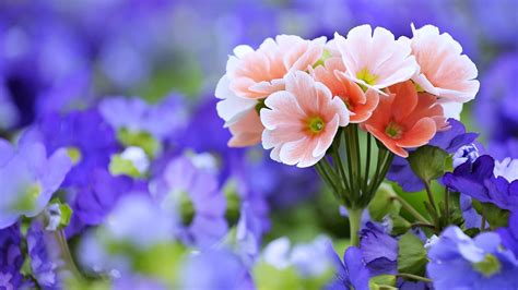 770+ 4K Ultra HD Flower Wallpapers | Background Images