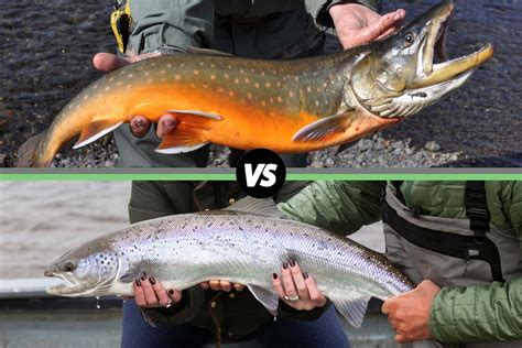 Arctic Char vs. Salmon: What’s the Difference? – Alaskan Salmon Co.