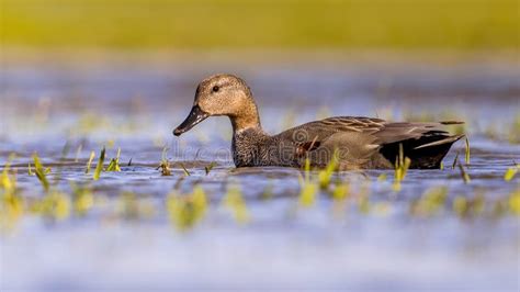 Gadwall Duck in Natural Wetland Habitat Stock Photo - Image of mareca ...