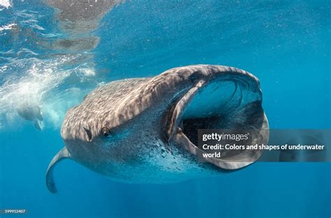 Whale Shark Filter Feeding In Isla Mujeres High-Res Stock Photo - Getty ...