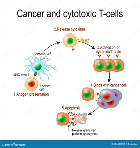 Cytotoxic T Cells Activation