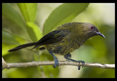 Flickriver: Photos from Bellbird, New South Wales, Australia