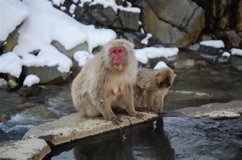 Jigokudani Monkey Park | Jigokudani Monkey Park | Flickr