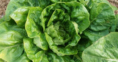 Lettuce, like other high-moisture foods, can be a challenge to preserve ...