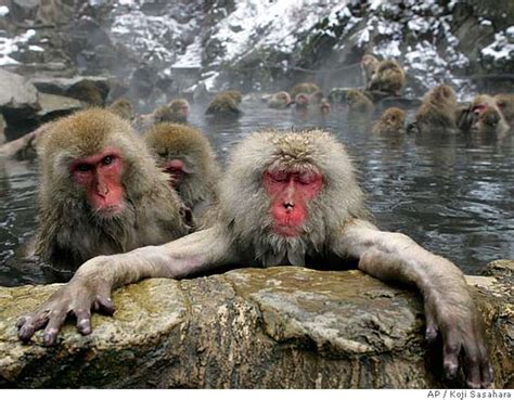 No monkeys like snow monkeys: Soak up Japan's hot-tubbing wildlife